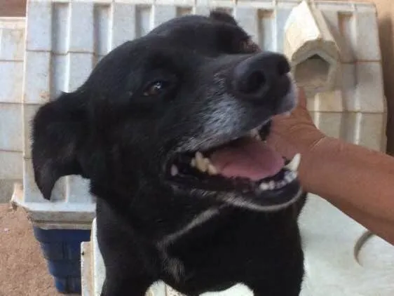 Cachorro ra a Indefinida idade 6 ou mais anos nome Rayssa