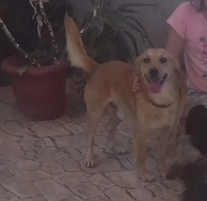 Cachorro raça Vira lata idade 6 ou mais anos nome Sansão 