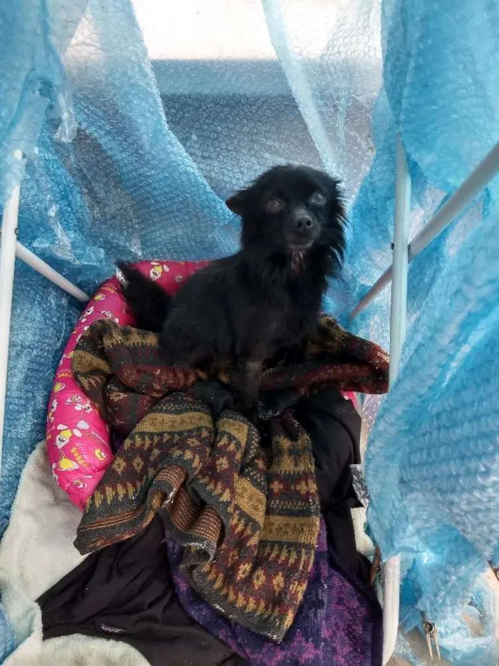 Cachorro ra a Vira lata idade  nome Sem nome