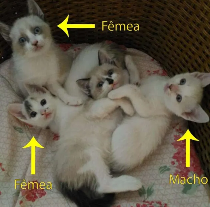 Gato ra a SRD idade 2 a 6 meses nome S/N