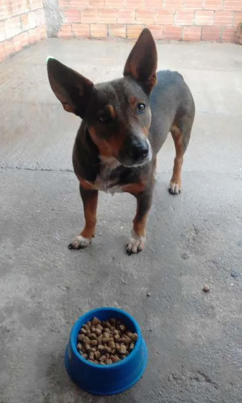 Cachorro ra a SRD idade 5 anos nome Hulk 