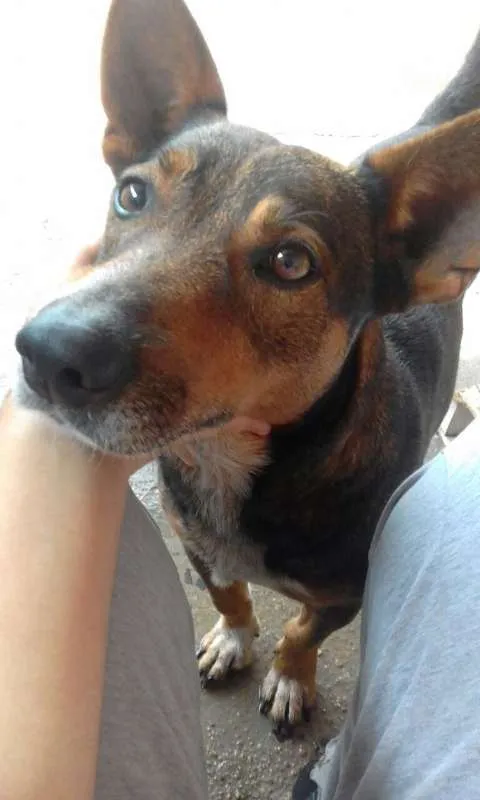 Cachorro ra a SRD idade 5 anos nome Hulk 