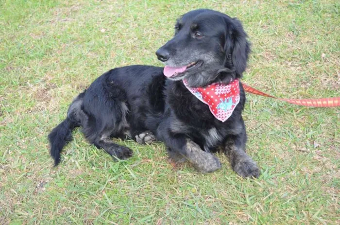 Cachorro ra a Mistura idade 5 anos nome Ziggy