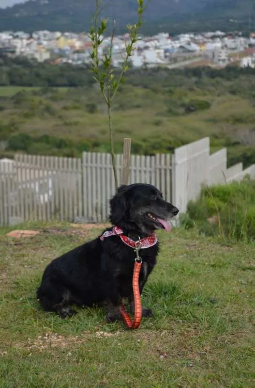 Cachorro ra a Mistura idade 5 anos nome Ziggy