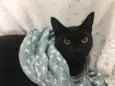 POMPOM