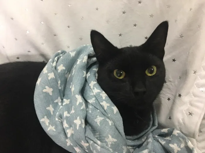 Gato ra a SRD idade 2 a 6 meses nome POMPOM