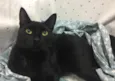 POMPOM