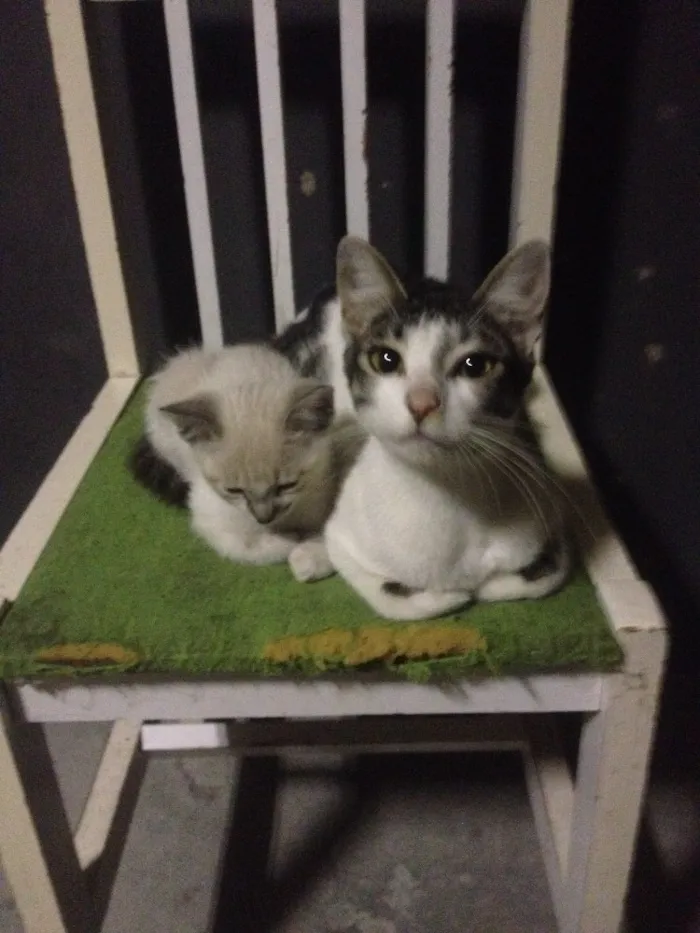 Gato ra a Não sei idade Abaixo de 2 meses nome Não tem