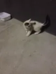 Não tem