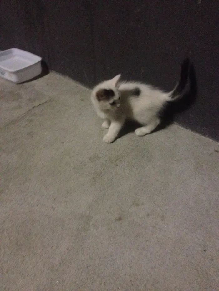 Gato ra a Não sei idade Abaixo de 2 meses nome Não tem