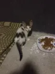 Não tem