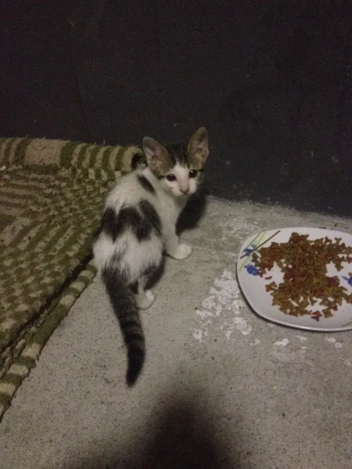 Gato ra a Não sei idade Abaixo de 2 meses nome Não tem