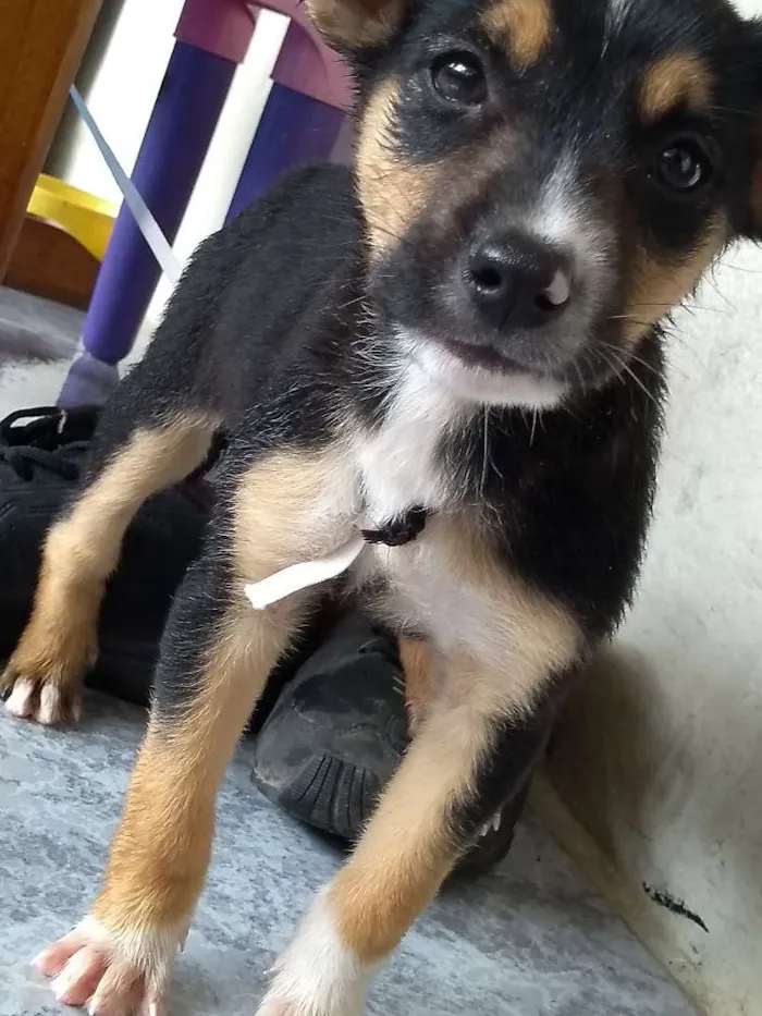 Cachorro ra a Vira-lata idade Abaixo de 2 meses nome Blush 