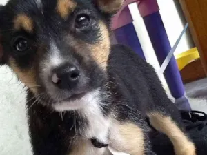Cachorro raça Vira-lata idade Abaixo de 2 meses nome Blush 