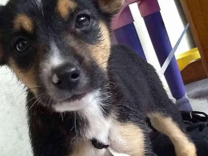 Cachorro ra a Vira-lata idade Abaixo de 2 meses nome Blush 