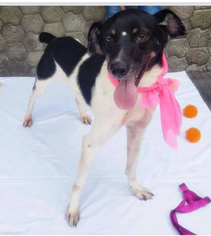 Cachorro ra a Sem raça definida idade 3 anos nome Enya