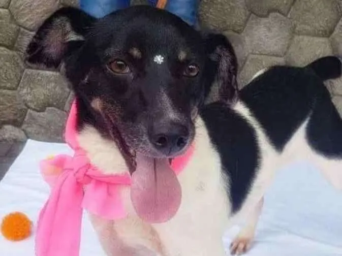 Cachorro ra a Sem raça definida idade 3 anos nome Enya