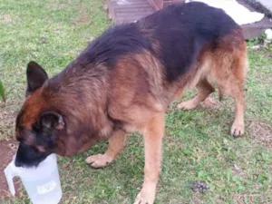 Cachorro raça Pastor Alemão idade 6 ou mais anos nome não sei