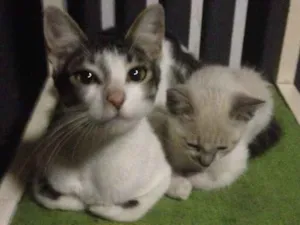 Gato raça Não sei idade Abaixo de 2 meses nome Não tem