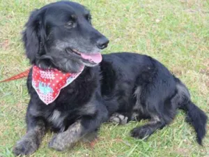 Cachorro raça Mistura idade 5 anos nome Ziggy