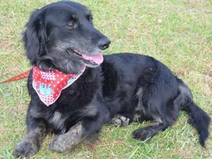 Cachorro ra a Mistura idade 5 anos nome Ziggy