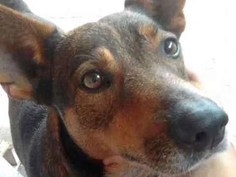 Cachorro ra a SRD idade 5 anos nome Hulk 