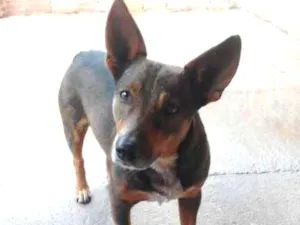 Cachorro raça SRD idade 5 anos nome Hulk 