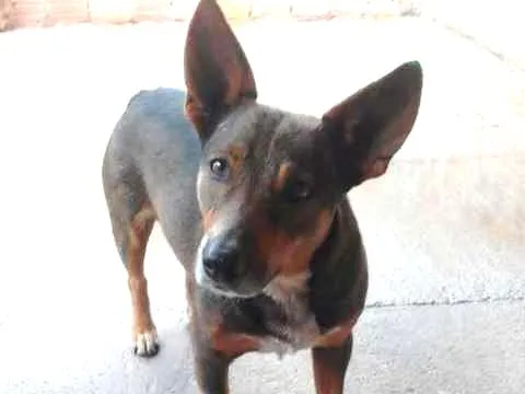 Cachorro ra a SRD idade 5 anos nome Hulk 