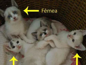 Gato raça SRD idade 2 a 6 meses nome S/N