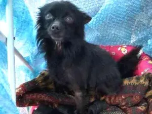 Cachorro raça Vira lata idade  nome Sem nome