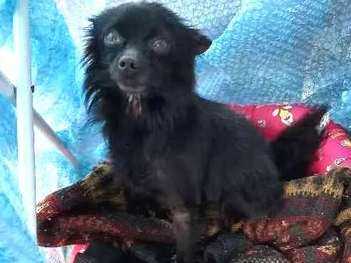 Cachorro ra a Vira lata idade  nome Sem nome