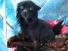 Cachorro raça Vira lata idade  nome Sem nome