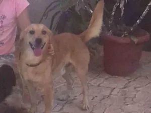 Cachorro raça Vira lata idade 6 ou mais anos nome Sansão 