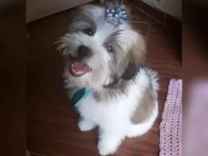Cachorro raça Shitzu com lhasa idade 7 a 11 meses nome George