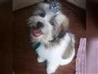 Cachorro raça Shitzu com lhasa idade 7 a 11 meses nome George