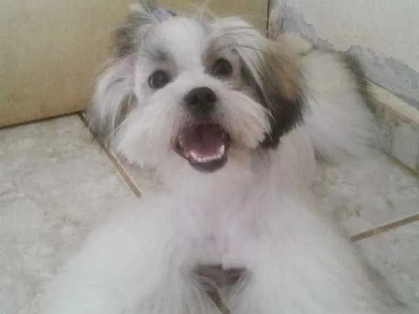 Cachorro ra a Shitzu com lhasa idade 7 a 11 meses nome George