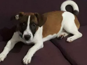 Cachorro raça Vira lata com maltês  idade 2 a 6 meses nome Barney