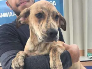 Cachorro raça mix de Fila idade 2 a 6 meses nome Macarrão