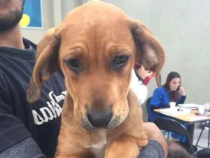Cachorro raça Mix de Fila idade 2 a 6 meses nome Feijão