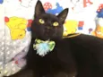 POMPOM