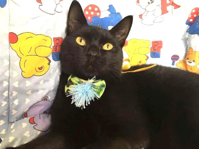 Gato ra a SRD idade 2 a 6 meses nome POMPOM
