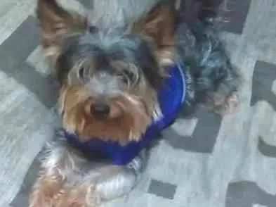 Cachorro ra a Yorkshire idade 2 anos nome Ozzy