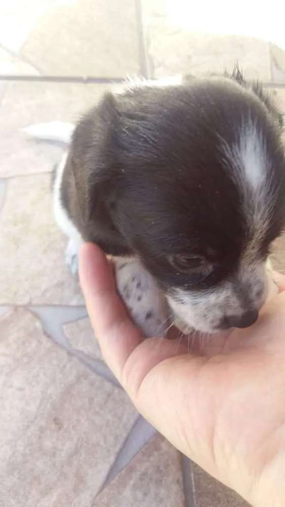 Cachorro ra a  idade Abaixo de 2 meses nome Filhote