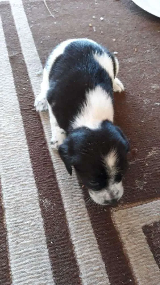 Cachorro ra a  idade Abaixo de 2 meses nome Filhote