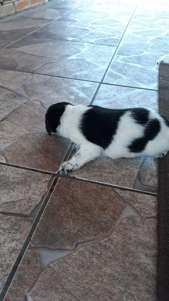 Cachorro ra a  idade Abaixo de 2 meses nome Filhote