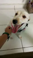 Lili
