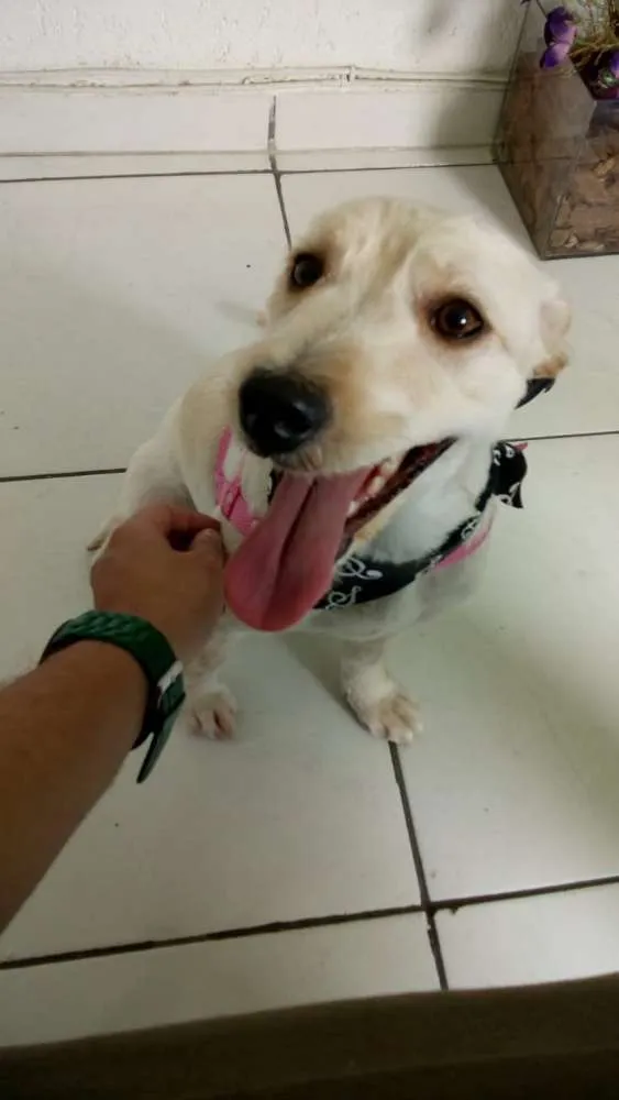 Cachorro raça Sem raça definida idade 2 a 6 meses nome Lili