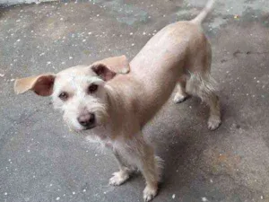 Cachorro raça srd idade 1 ano nome Safira 