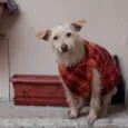 Safira 