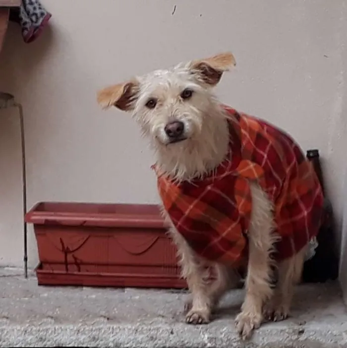 Cachorro ra a srd idade 1 ano nome Safira 